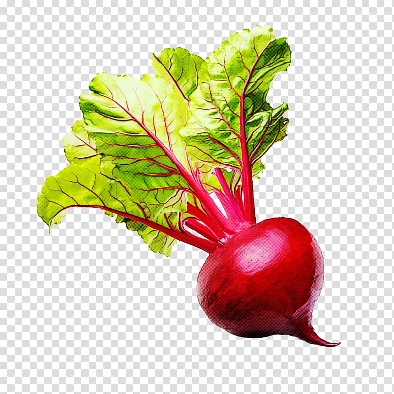 radish beet beetroot vegetable beet greens, Chard, Leaf Vegetable, Food, Turnip, Plant transparent background PNG clipart