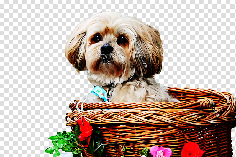 dog shih tzu puppy lhasa apso basket, Companion Dog transparent background PNG clipart