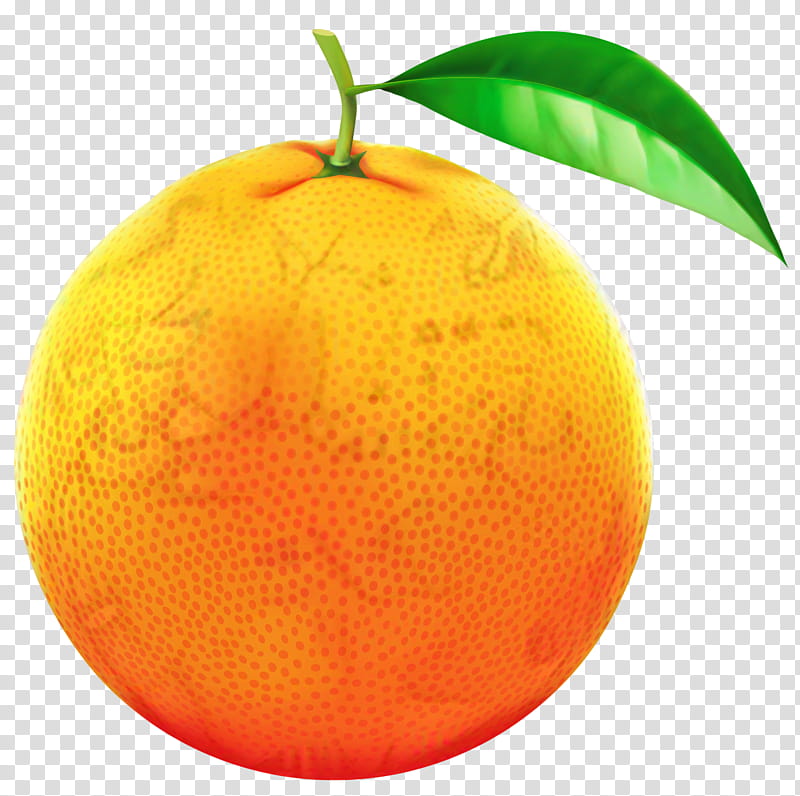 Lemon Tree, Clementine, Mandarin Orange, Tangerine, Tangelo, Blood Orange, Rangpur, Grapefruit transparent background PNG clipart