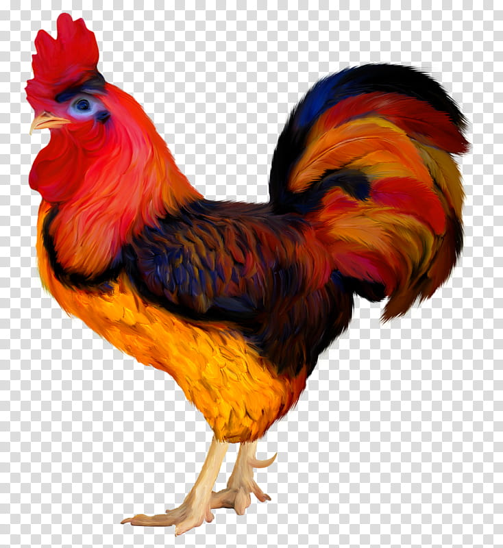 Turkey, Chicken, Rooster, Bird, Poultry, Animal, Fowl, Bauernhof transparent background PNG clipart