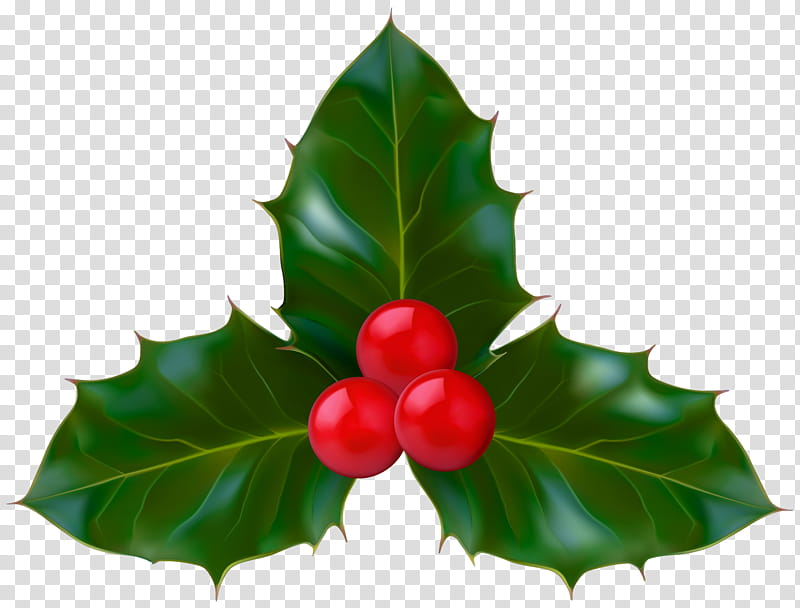 Christmas Decoration, Common Holly, Mistletoe, American Holly, Christmas Day, Aquifoliales, Shrub, Leaf transparent background PNG clipart