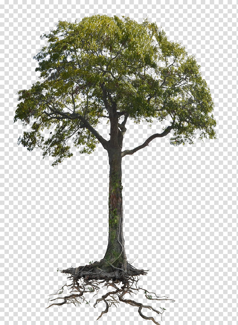 Tree n Roots Lake  cc copy , green tree transparent background PNG clipart