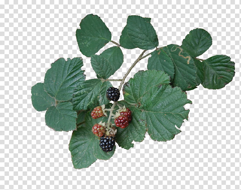 Bramble, green leafed plant transparent background PNG clipart
