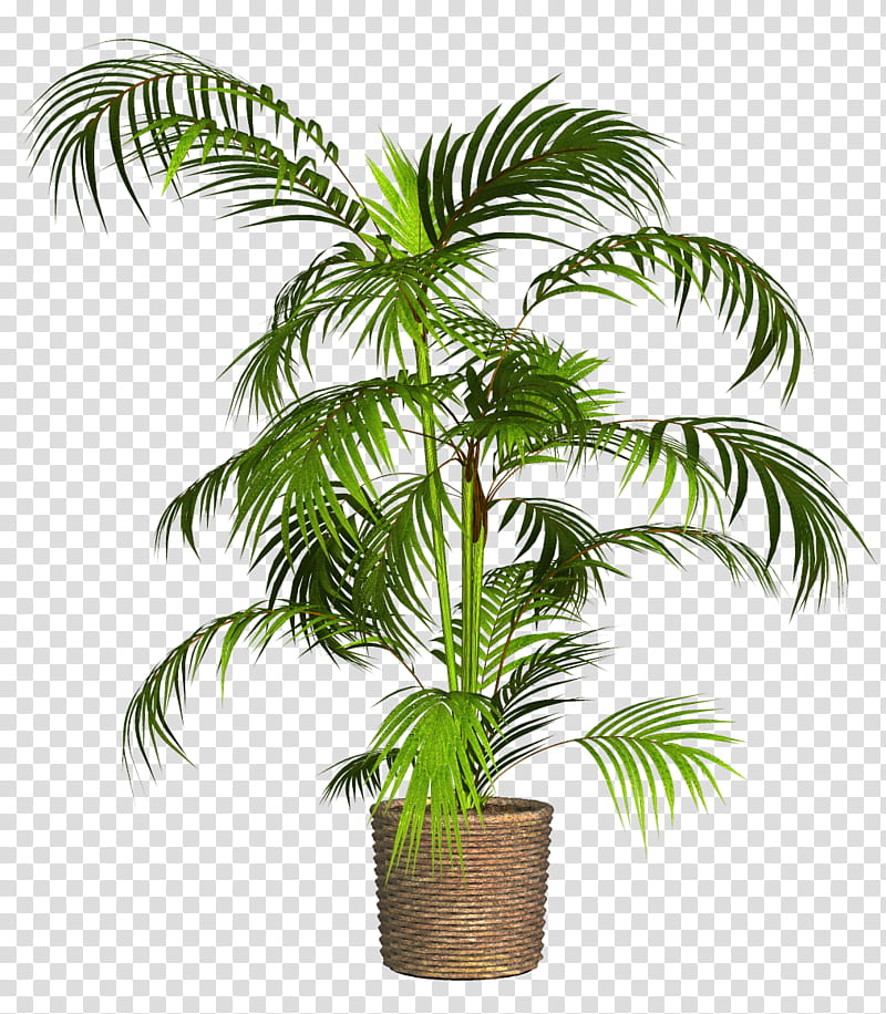 Date Tree Leaf, Plants, Palm Trees, Flowerpot, Houseplant, Asian Palmyra Palm, Penjing, Bonsai transparent background PNG clipart