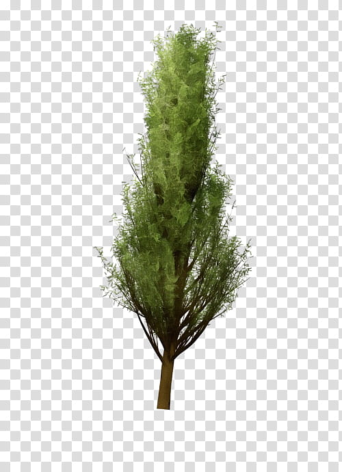 white pine tree plant lodgepole pine red juniper, Watercolor, Paint, Wet Ink, Red Pine, River Juniper, American Larch, Thuya transparent background PNG clipart