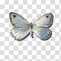 gray butterfly art transparent background PNG clipart