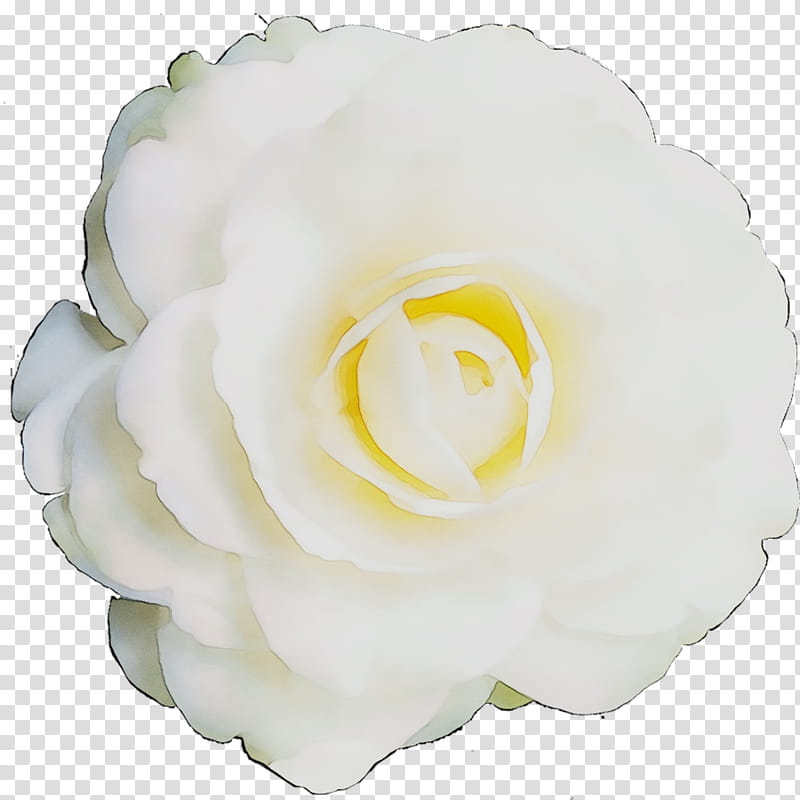 Flowers, Garden Roses, Cabbage Rose, Gardenia, Petal, Cut Flowers, White, Yellow transparent background PNG clipart
