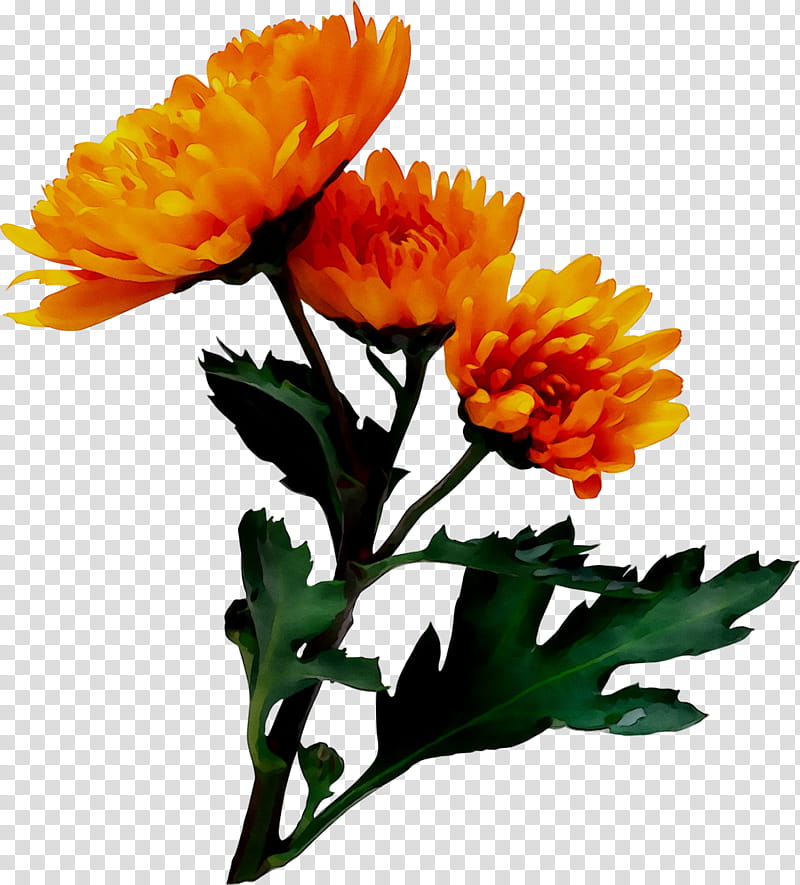 Flowers, Chrysanthemum, Floral Design, Cut Flowers, Pot Marigold, Plant Stem, Petal, Annual Plant transparent background PNG clipart