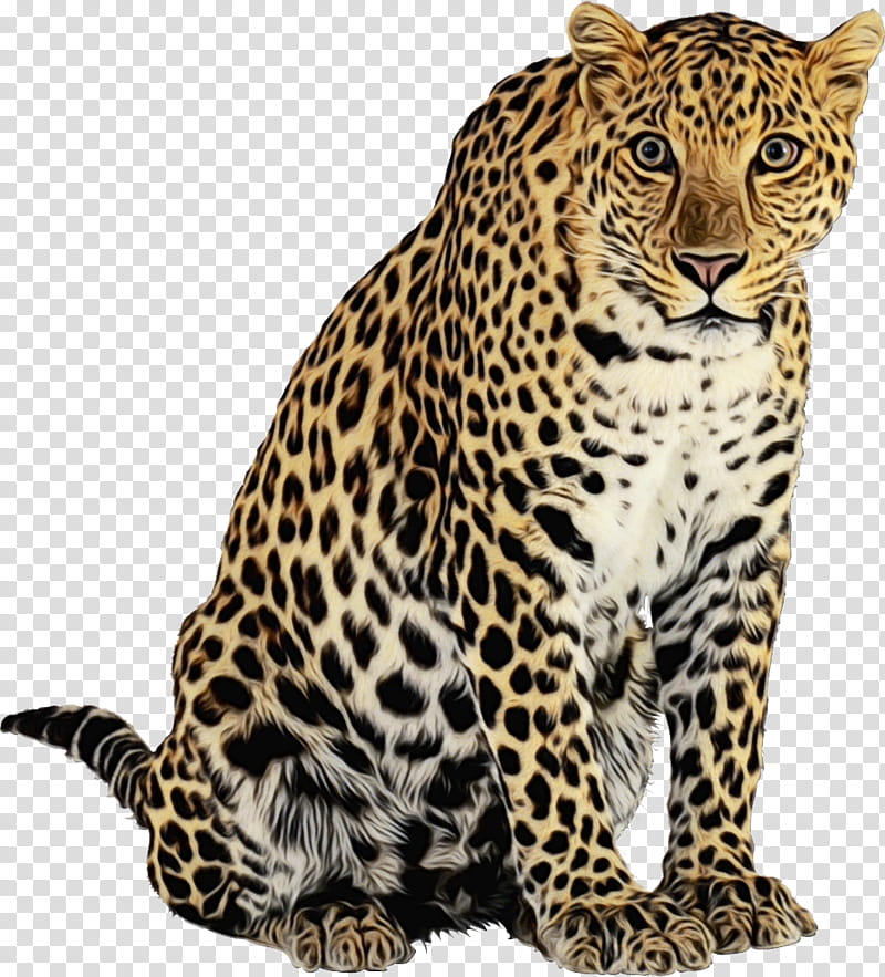 Lion Drawing, Cheetah, Leopard, Cat, Tiger, Jaguar, Cartoon, Animal transparent background PNG clipart