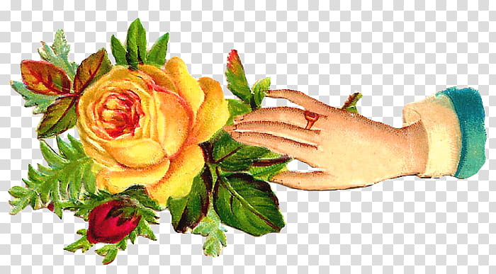 Hands and Flowers s, hand holding yellow rose illustration transparent background PNG clipart