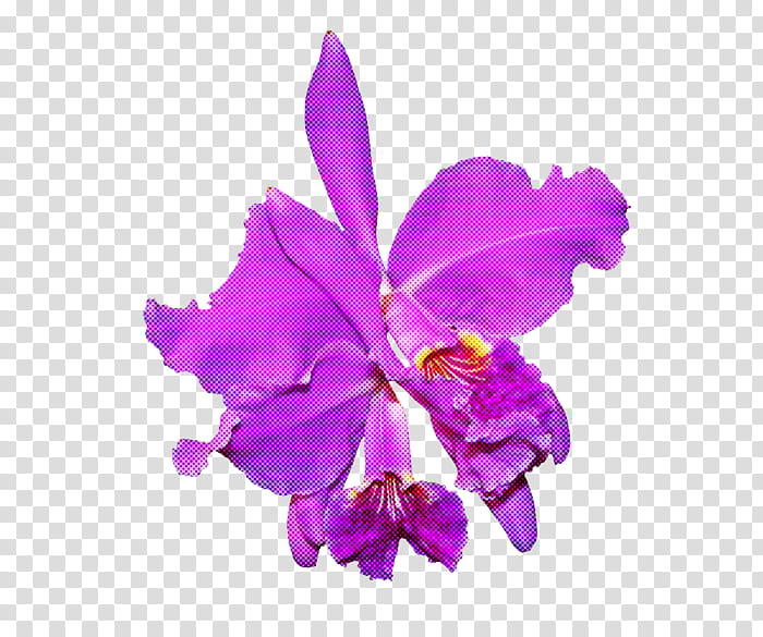 flower cattleya labiata violet purple plant, Petal, Pink, Christmas Orchid, Cut Flowers transparent background PNG clipart