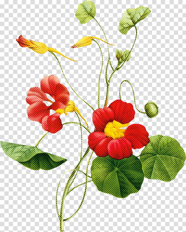 Artificial flower, Plant, Anthurium, Petal, Nasturtium, Plant Stem, Houseplant, Violet Family transparent background PNG clipart