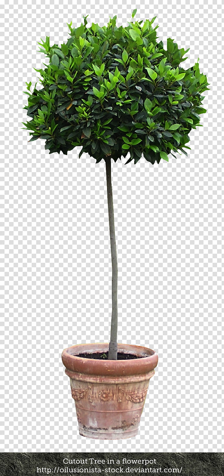 Cutout Tree in a flowerpot, green plant in vase transparent background