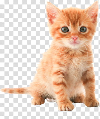 High Quality  Cats , orange tab transparent background PNG clipart