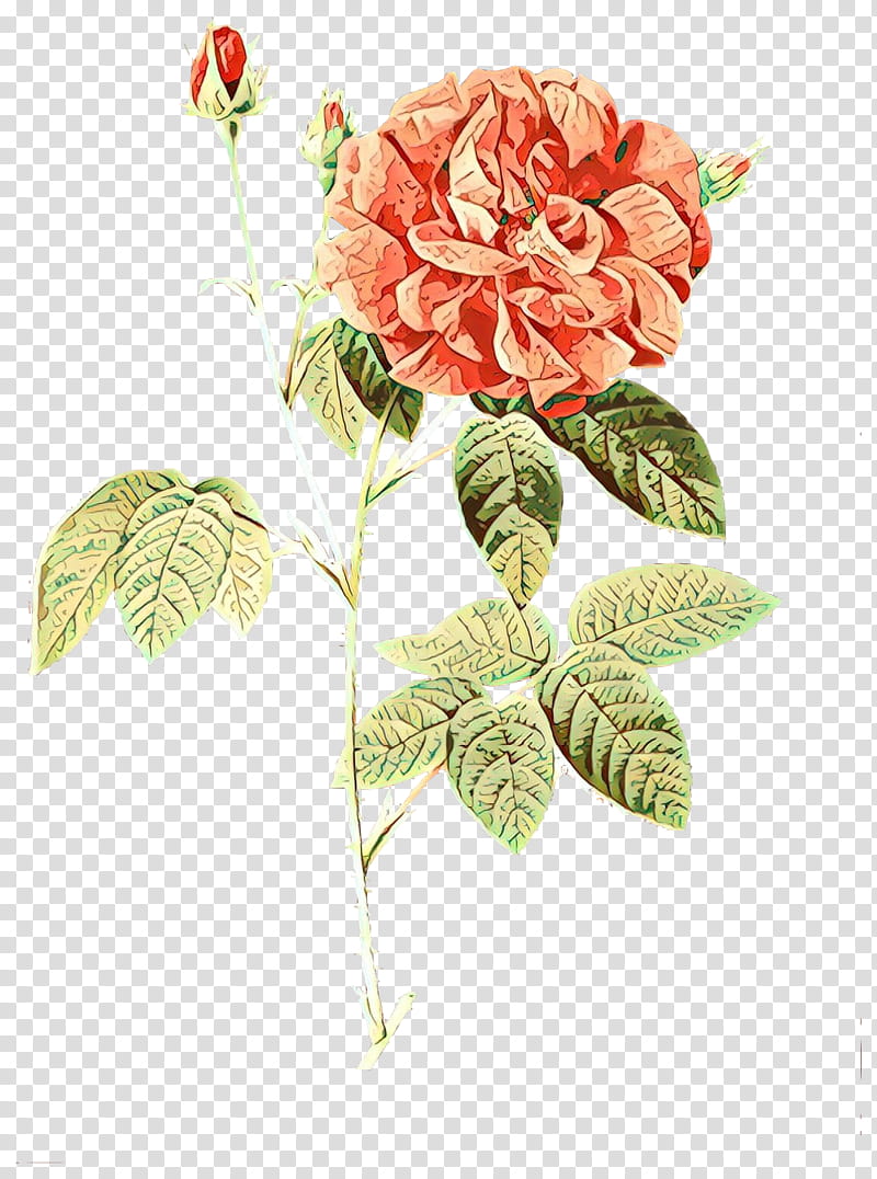 Bouquet Of Flowers, French Rose, Damask Rose, Cabbage Rose, Garden Roses, Painter, Plant, Cut Flowers transparent background PNG clipart