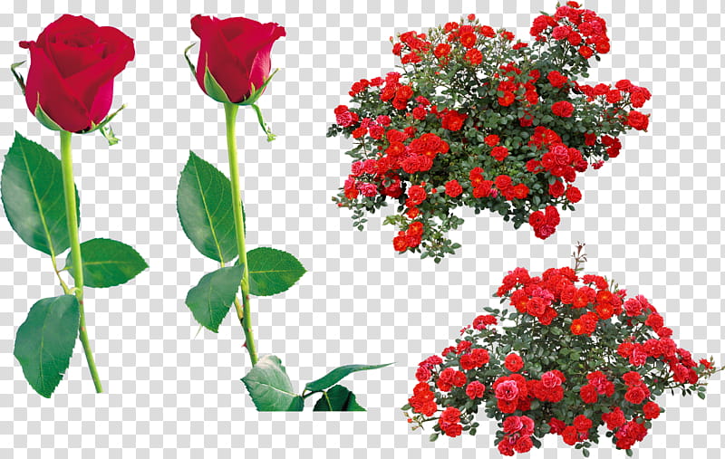 Family Tree Drawing, Rose, Shrub, Arbres Arbustes, Treelet, Flower, Red, Plant transparent background PNG clipart
