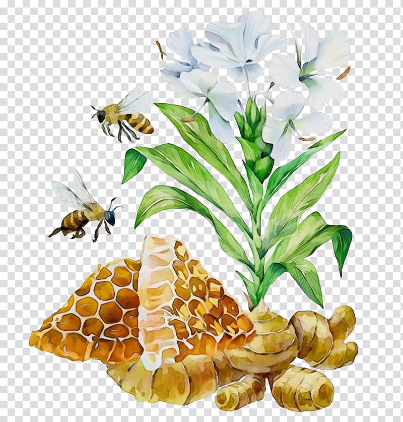 Watercolor Flower, Paint, Wet Ink, Honey Bee, Pollen, Bee Pollen, Plants, Honeybee transparent background PNG clipart
