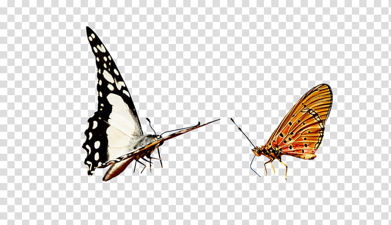 Butterfly, Moth, Antenna, Story Jumper, Comparazione Di File Grafici, Tiff, Insect, Moths And Butterflies transparent background PNG clipart