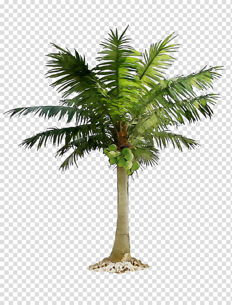 Coconut Leaf Drawing, Date Palm, Palm Trees, Fan Palms, Web Design, Date Palms, Plant, Arecales transparent background PNG clipart