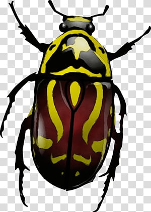 insect beetle cetoniidae scarabs leaf beetle, Watercolor, Paint, Wet Ink, Blister Beetles, Jewel Bugs, Harlequin Cabbage Bug transparent background PNG clipart thumbnail