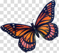 VICTORIAN butterfly  quaddles, orange and pink butterfly art transparent background PNG clipart