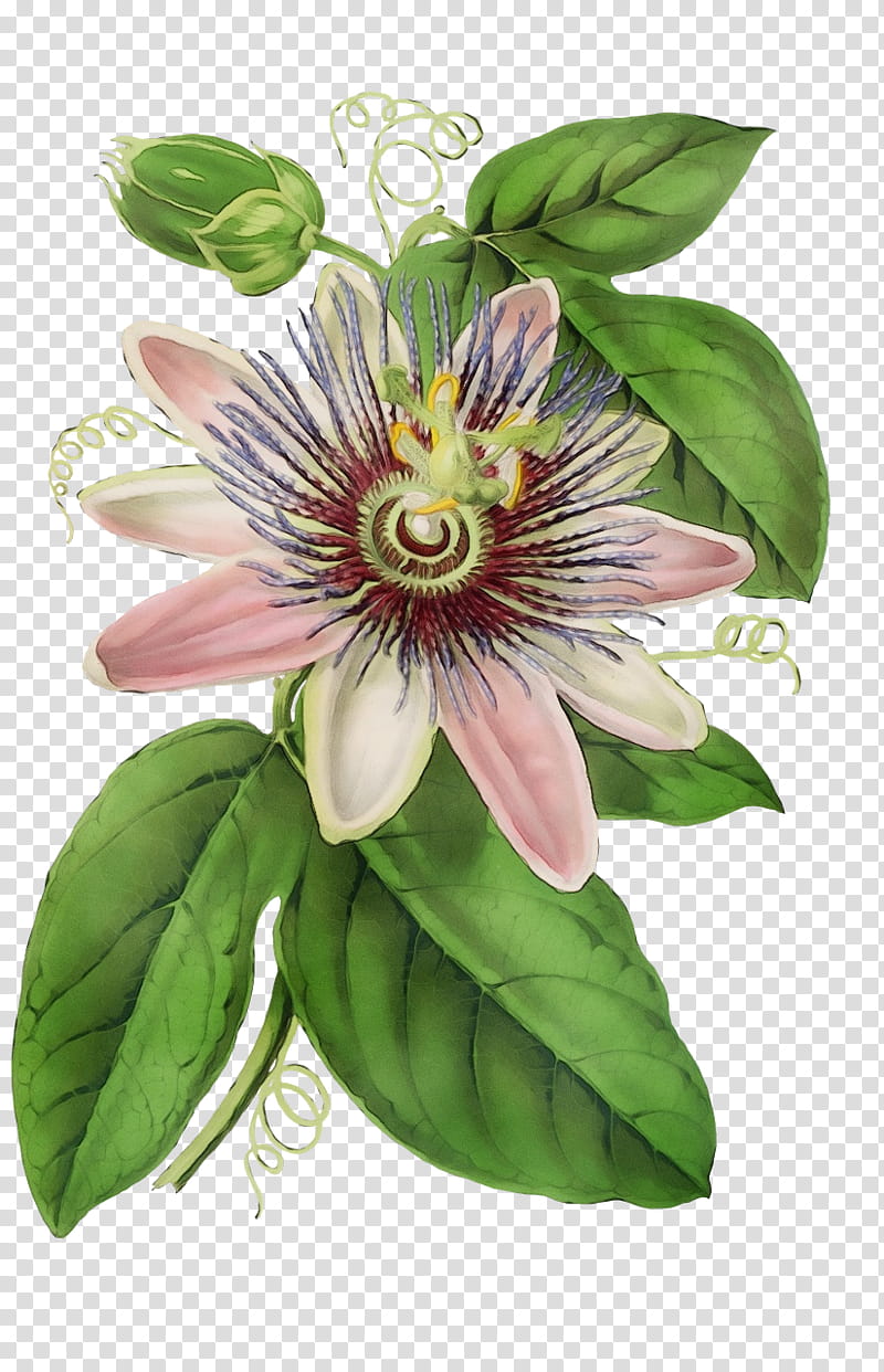 Purple passionflower Drawing Bluecrown Passionflower Passion of Jesus, Watercolor, Paint, Wet Ink, Painting, Passion Flowers, Passion Flower Family, Plant transparent background PNG clipart
