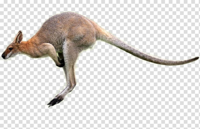 Kangaroo, Macropods, Animal, Internet Meme, Wallaby, Macropodidae, Red Kangaroo, Wildlife transparent background PNG clipart