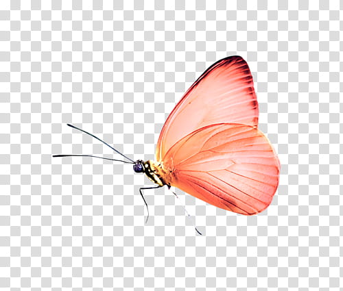orange butterfly transparent background PNG clipart