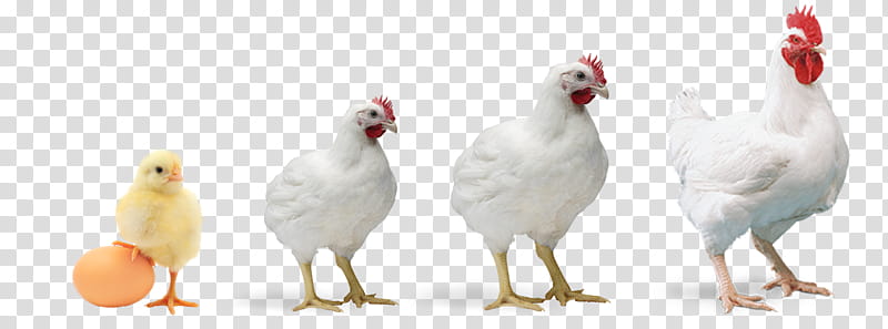 bird white chicken beak live, Live, Poultry, Fowl, Rooster transparent background PNG clipart