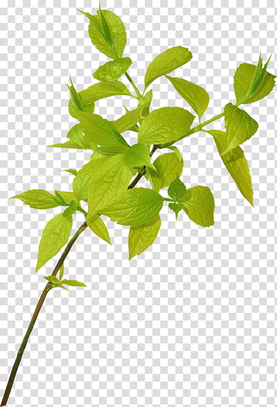 Birch Tree, Branch, Leaf, Plants, Plant Stem, Shrub, Herbaceous Plant, Rose transparent background PNG clipart