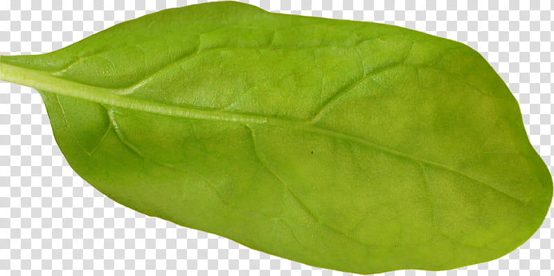 Sandwich Material, bok choy vegetable transparent background PNG clipart