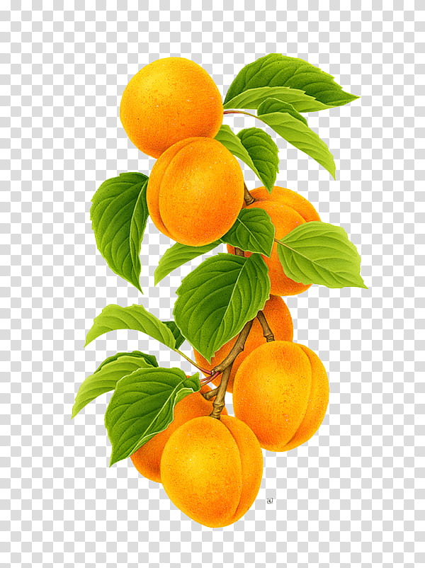 , orange citrus fruit illustration transparent background PNG clipart