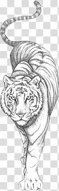 Tiger Drawing s, tiger drawing illustration transparent background PNG clipart