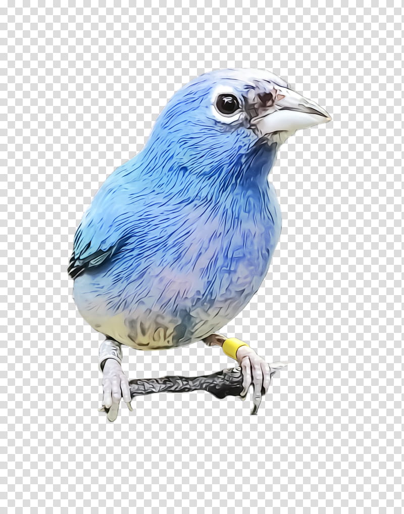 bird bluebird mountain bluebird beak indigo bunting, Watercolor, Paint, Wet Ink, Songbird, Finch, Perching Bird, Eastern Bluebird transparent background PNG clipart