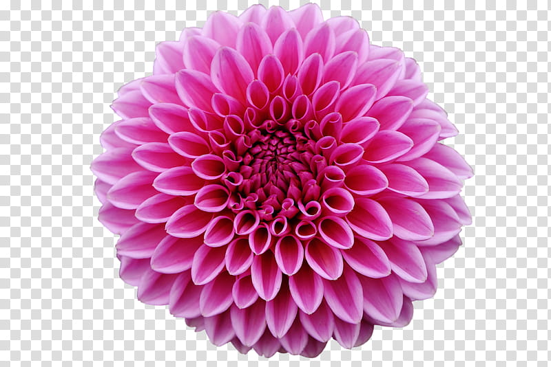 pink dahlia flower transparent background PNG clipart