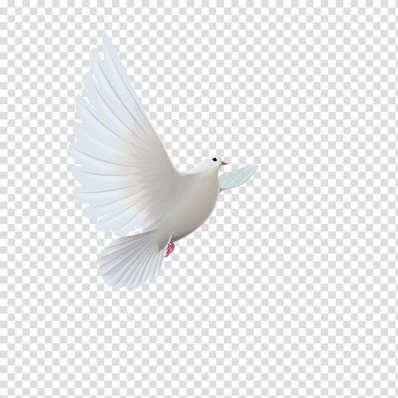 Water, Editing, Bird, Beak, Water Bird, Wing, Feather, Ducks Geese And Swans transparent background PNG clipart