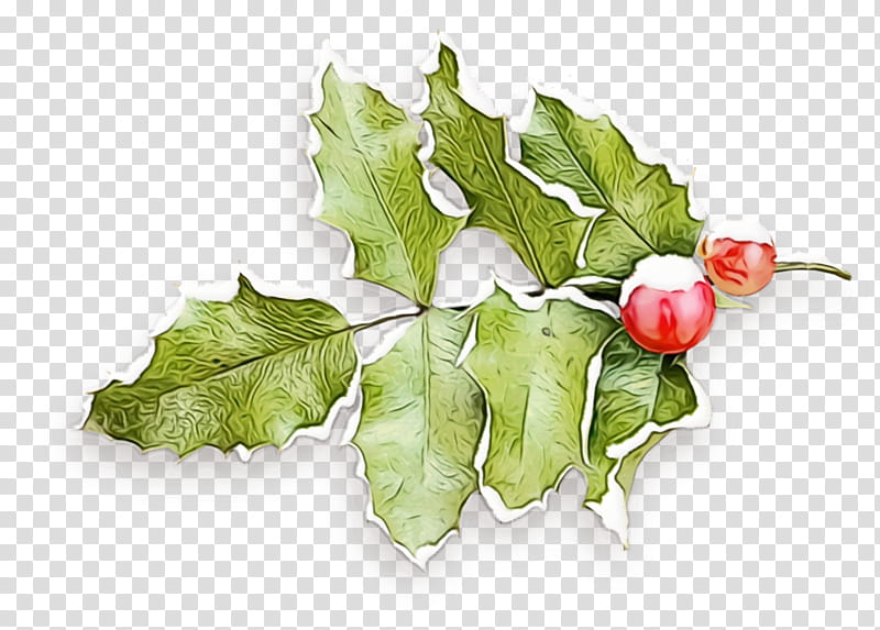 Holly, Christmas Holly, Ilex, Christmas , Watercolor, Paint, Wet Ink, Leaf transparent background PNG clipart
