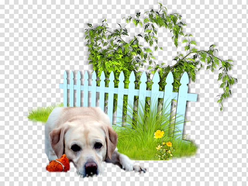 Golden Retriever, Drakensang The Dark Eye, Garden, Fence, Bigpoint Games, Painting, Lawn, Drawing transparent background PNG clipart