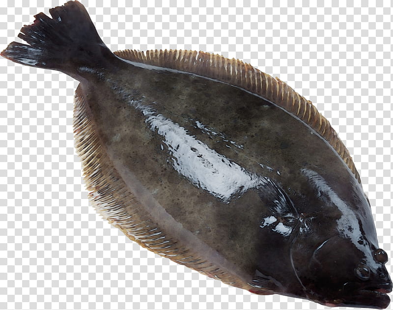 fish sole flatfish fish products fish, Watercolor, Paint, Wet Ink, Flounder transparent background PNG clipart