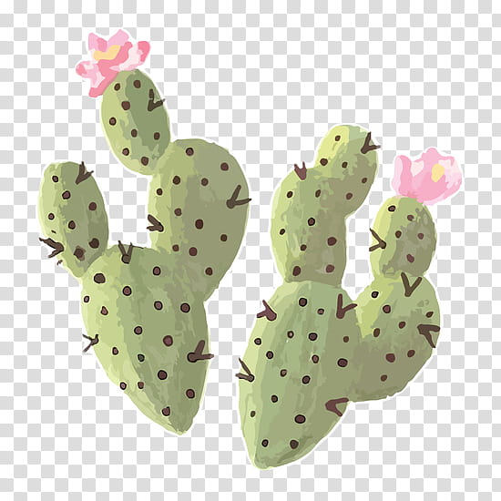 Green aesthetic, green cactus plant illustration transparent background PNG clipart
