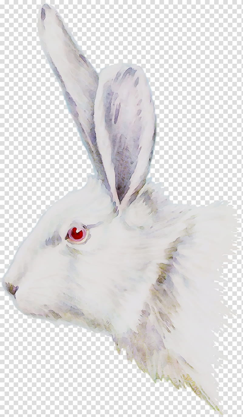 Rabbit, Hare, Fur, Snout, White, Rabbits And Hares, Snowshoe Hare, Arctic Hare transparent background PNG clipart