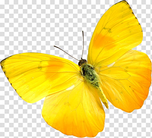 Yellow butterfly transparent background PNG clipart | HiClipart