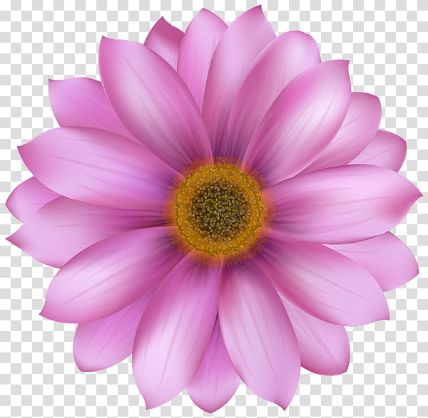 Flowers, Art Museum, Petal, Pink, Barberton Daisy, Gerbera, Plant, African Daisy transparent background PNG clipart