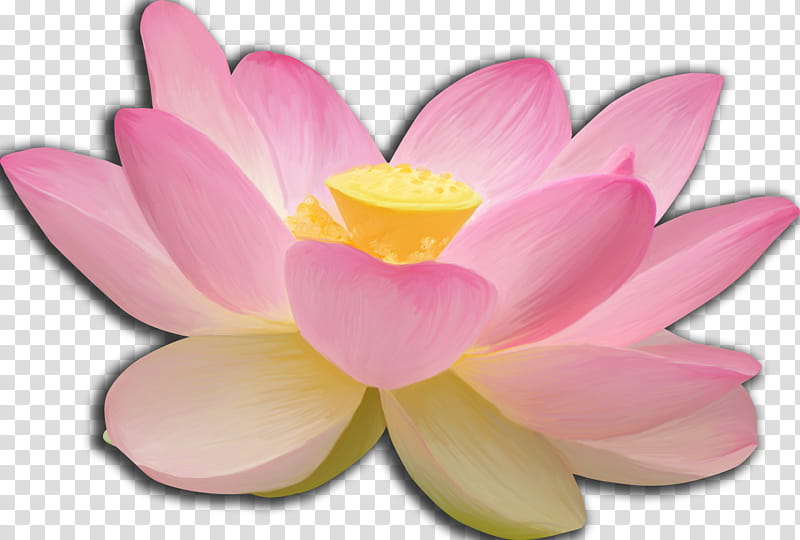 LIGHT, pink flower in blomm transparent background PNG clipart