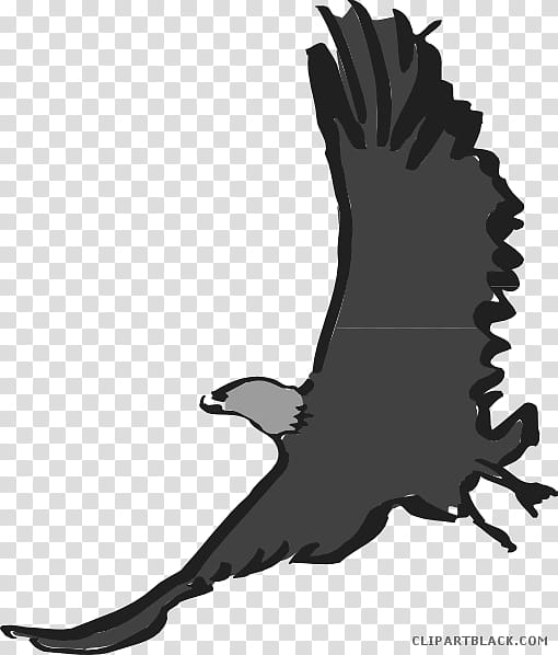 Eagle Drawing, Bird, Bald Eagle, Beak, Eagle Feather Law, Bird Flight, Black And White
, Bird Of Prey transparent background PNG clipart