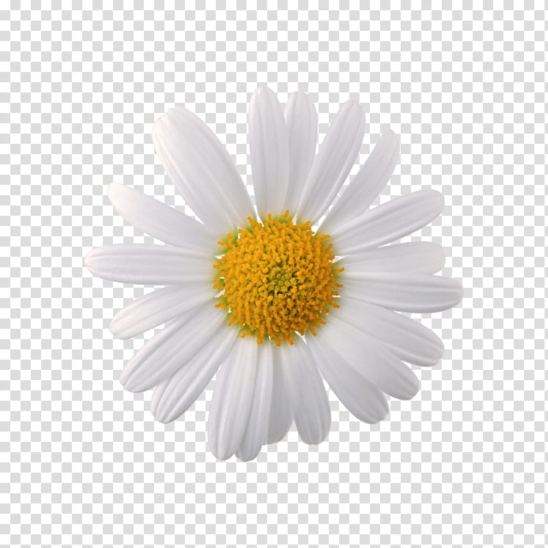 Background Flower, Chamomile, Roman Chamomile, German Chamomile, Daisy, Mayweed, Oxeye Daisy, Petal transparent background PNG clipart