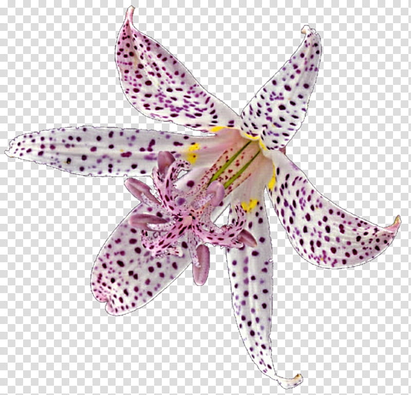 Majestic Lily transparent background PNG clipart