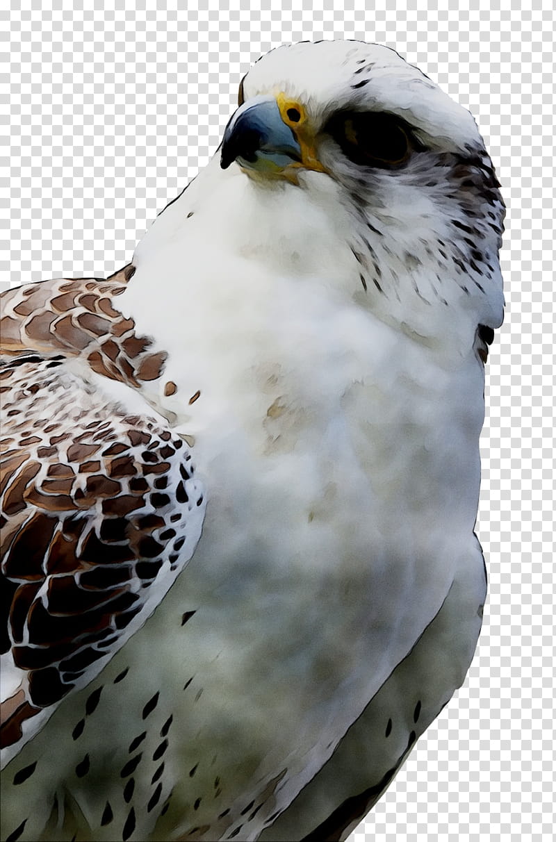 Owl, Beak, Hawk, Feather, Bird, Bird Of Prey, Falcon, Peregrine Falcon transparent background PNG clipart