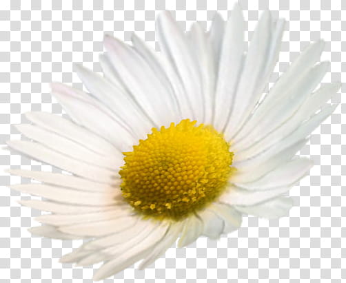 Chamomile, blooming white daisy flower transparent background PNG clipart