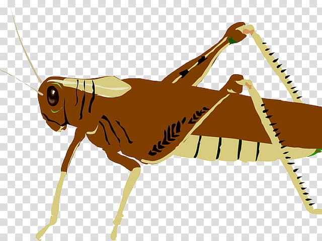 Grasshopper Insect, Locust, Cricket, Drawing, Cricket Like Insect, Pest transparent background PNG clipart
